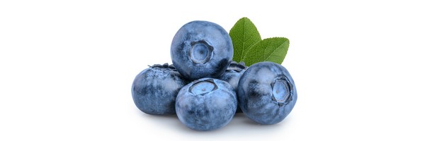 Le macérat de bourgeons de Myrtillier